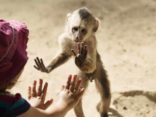 Imitation, associative learning, and mirror neurons