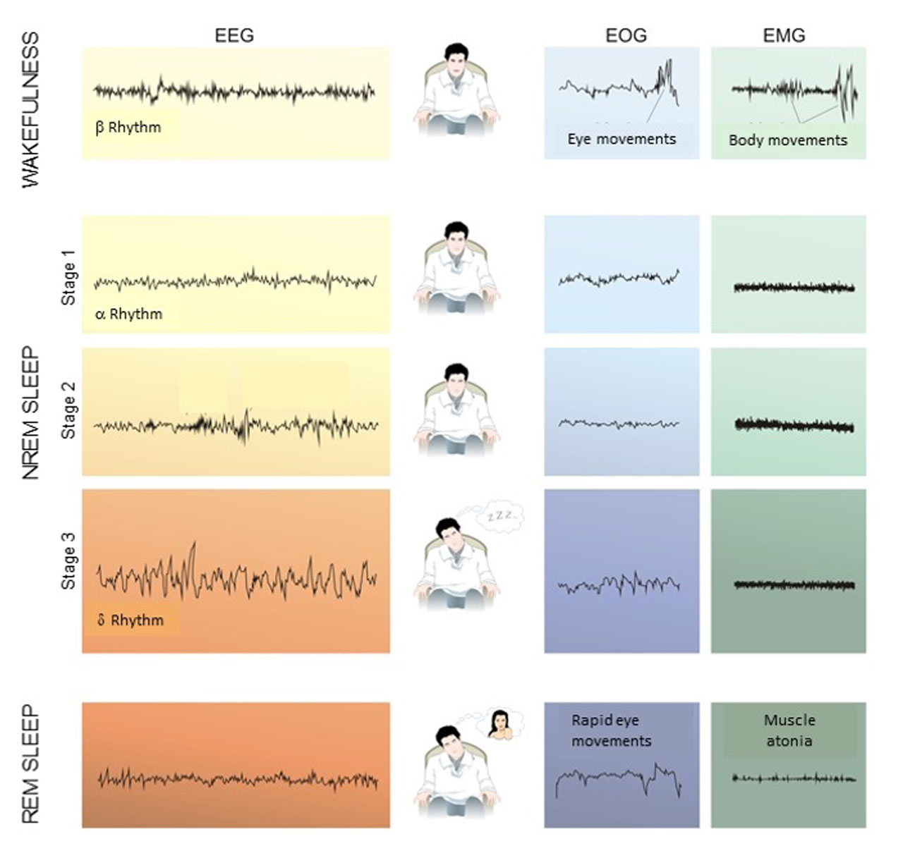 IBE — Science of learning portal — Sleep, rhythms, and school routines