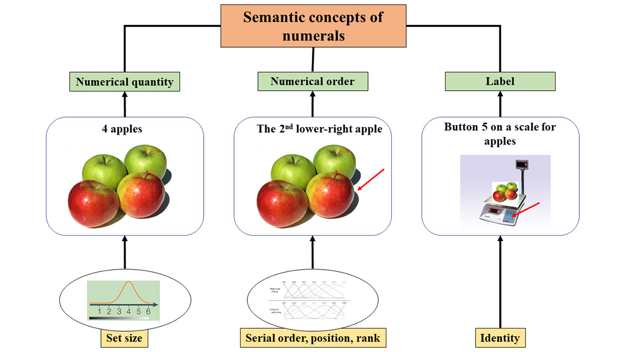 IBE — Science of learning portal — The understanding of numerical order ...